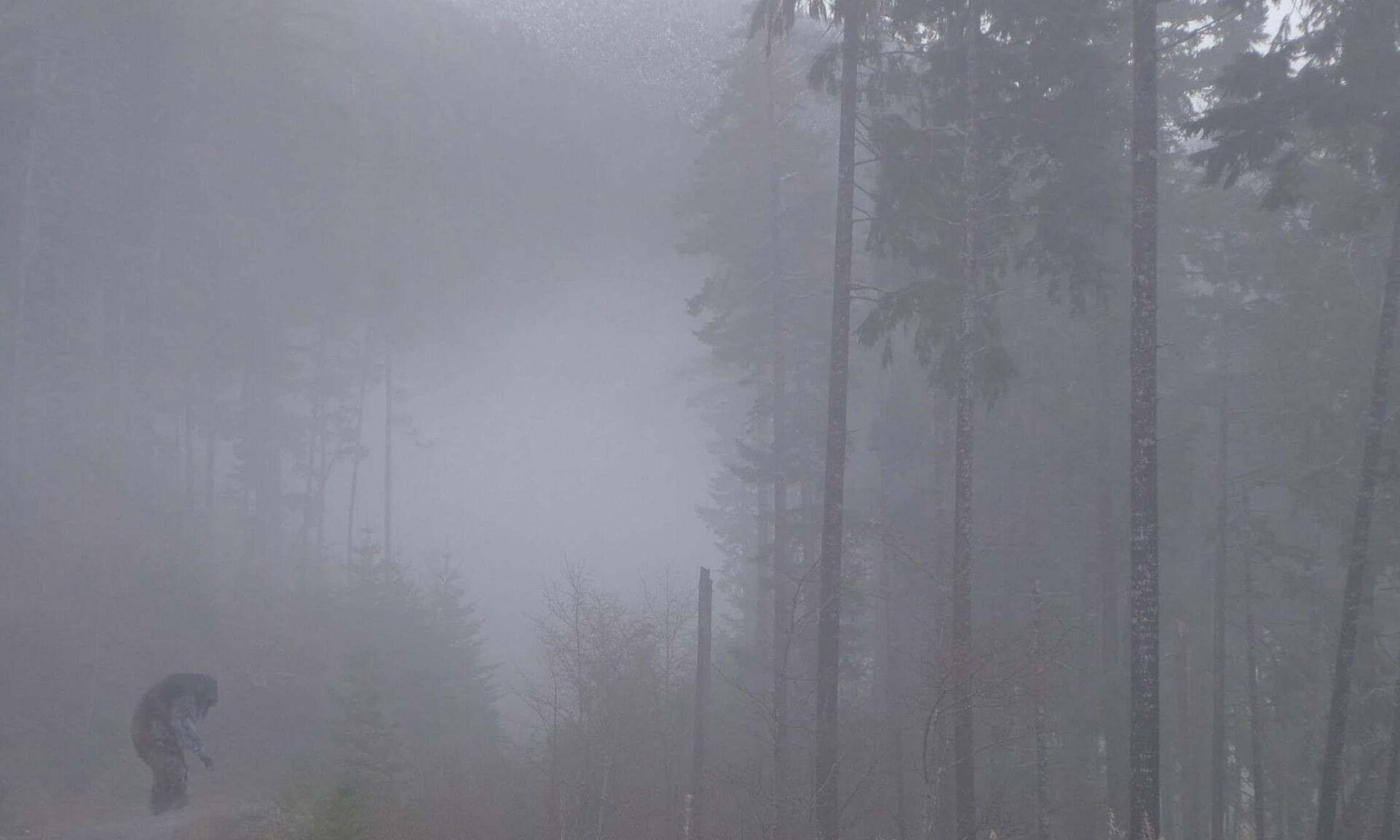A photo montage combining a misty forest with a photo of a Japanese snow monkey, created to give the impression that Bigfoot is wandering through the forest.