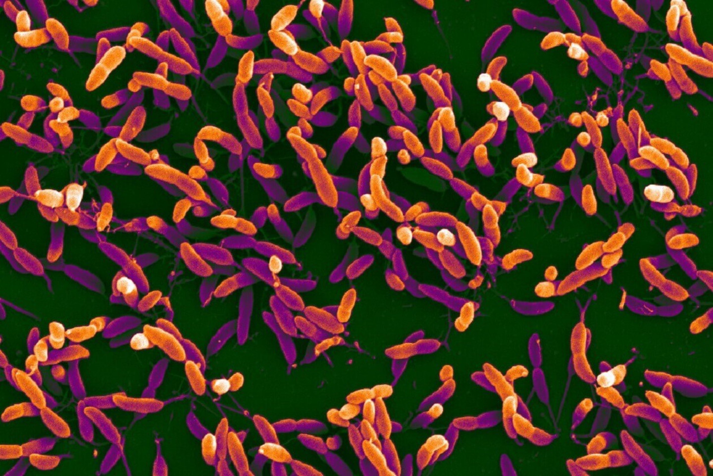 Ce film bactérien mature (biofilm) constitué de cellules de «Caulobacter» adhère à une surface de verre.