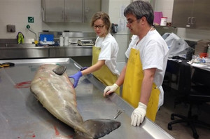 Stéphane Lair avec une de ses étudiantes, la Dre Émilie L. Couture, examinant un béluga naissant trouvé mort.
