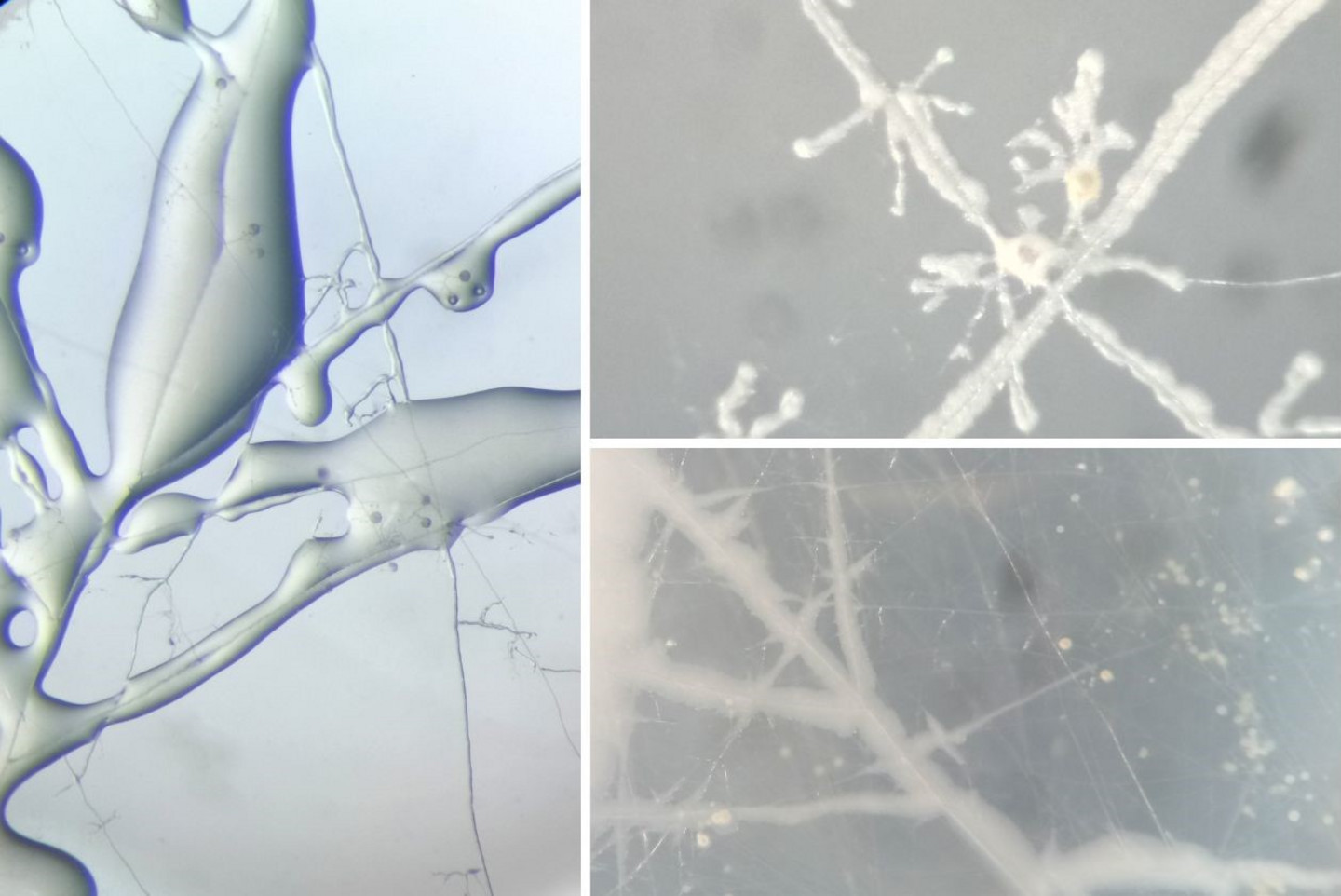 Photos montrant le développement des différentes bactéries sur des hyphes et spores de R. irregularis cultivé in vitro et observés avec une loupe binoculaire