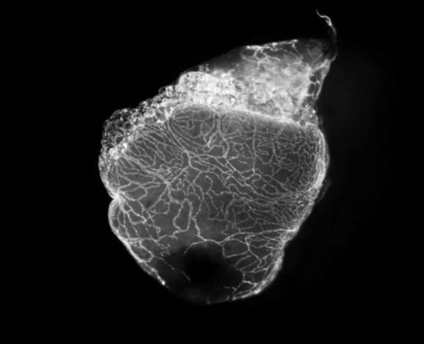 View of the heart of a zebrafish.