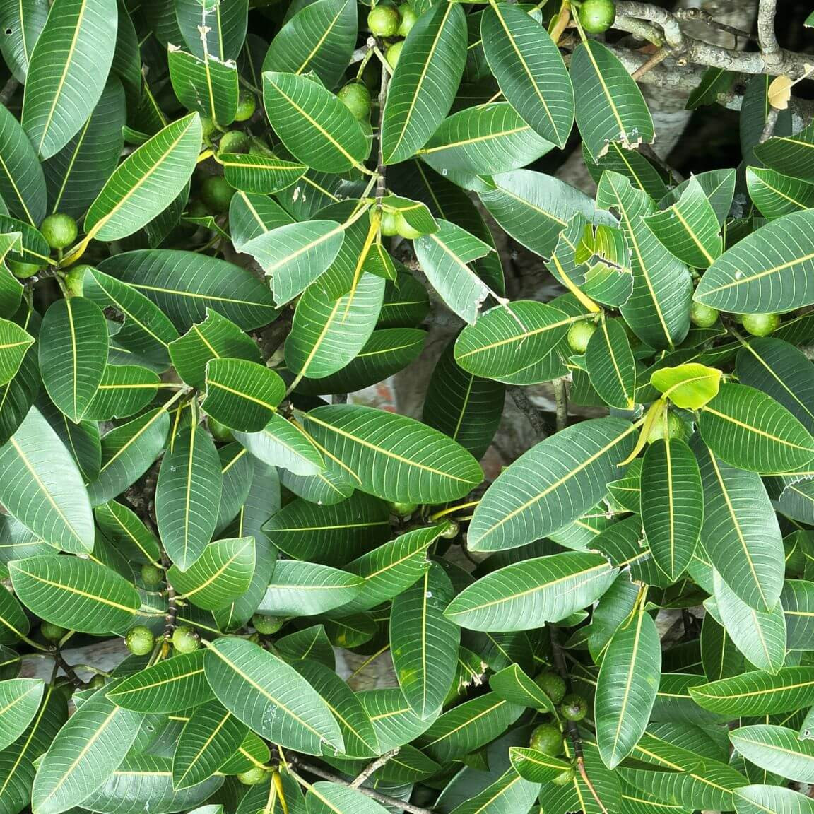 «Il y a énormément d’applications pour ces technologies d'IA, qui peuvent bénéficier à n’importe quel domaine où l’on a besoin de suivre l’évolution d’espèces de plantes», dit le professeur Etienne Laliberté