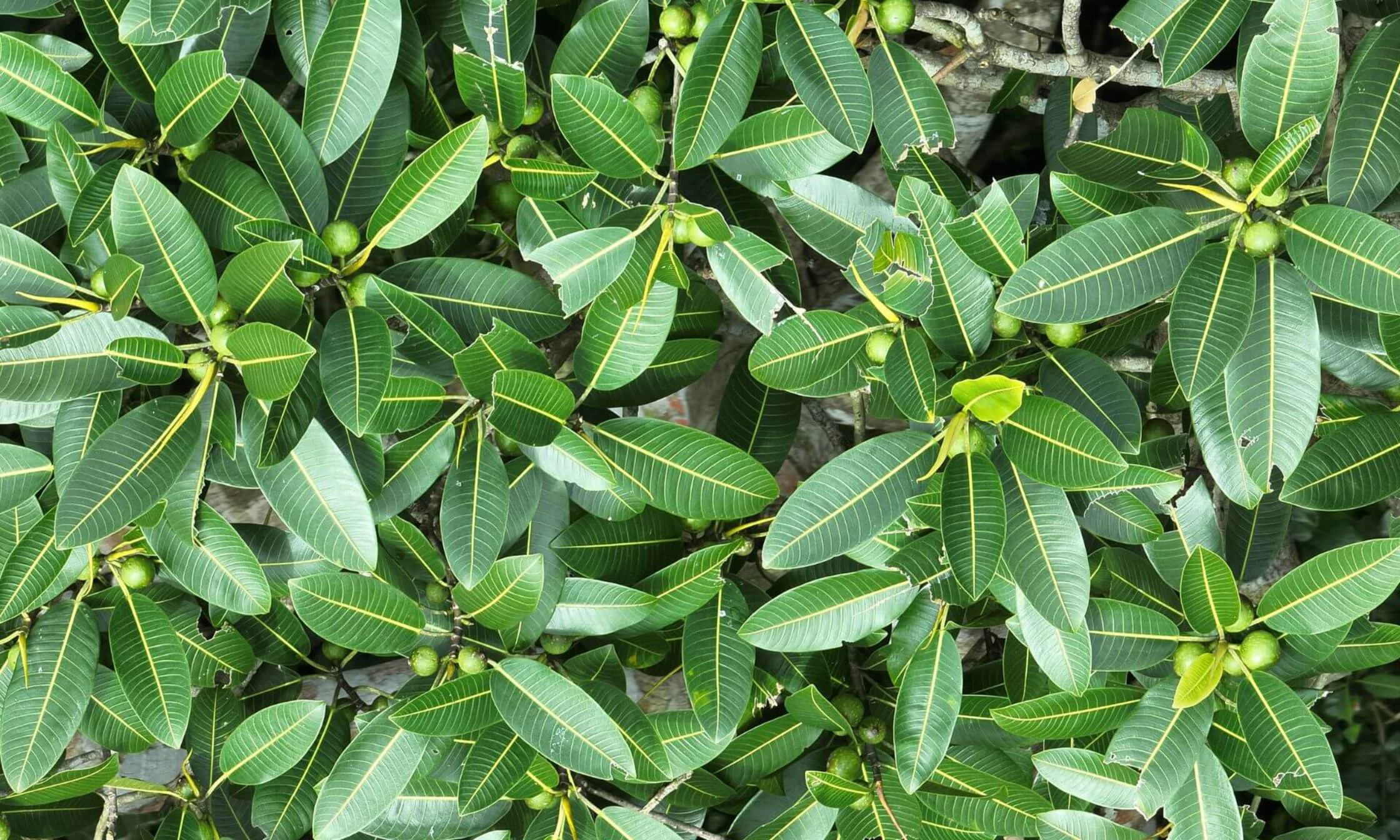 «Il y a énormément d’applications pour ces technologies d'IA, qui peuvent bénéficier à n’importe quel domaine où l’on a besoin de suivre l’évolution d’espèces de plantes», dit le professeur Etienne Laliberté