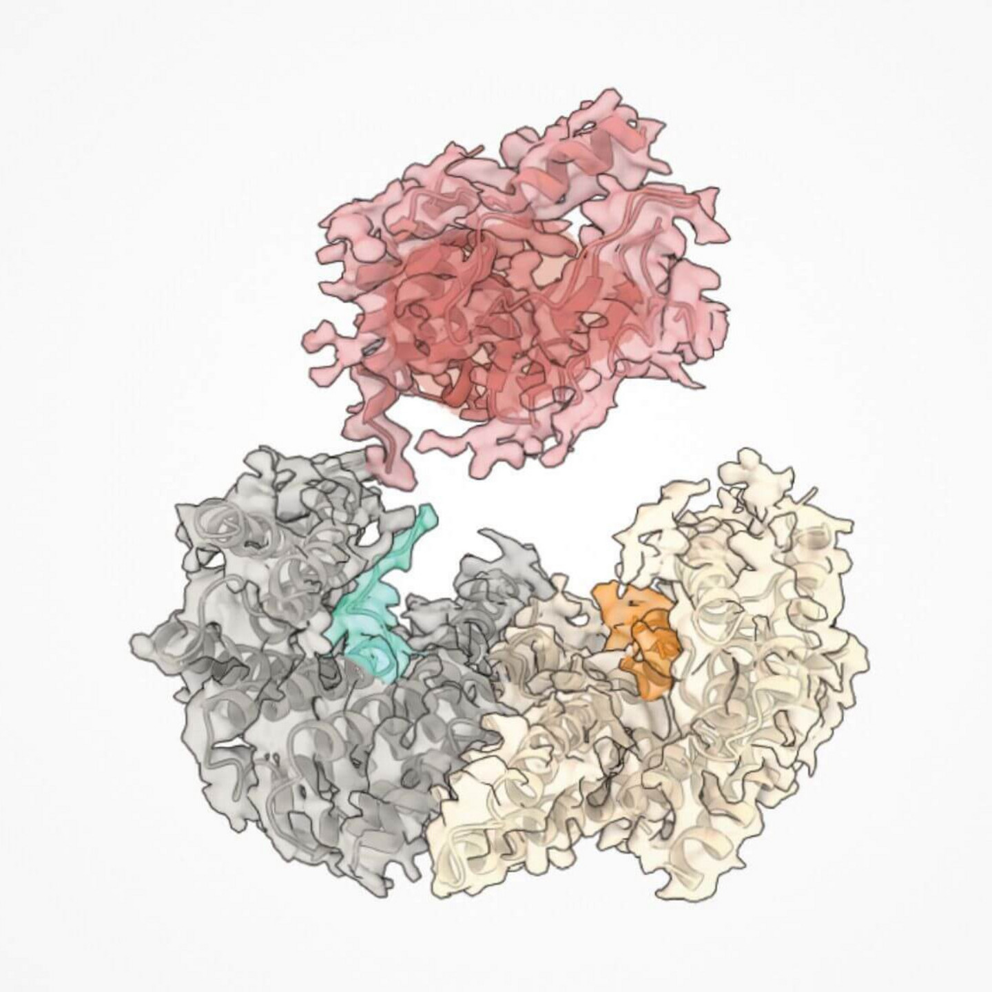 En saumon, la représentation de la structure de cryomicroscopie électronique de BRAF. Les autres représentations sont des protéines dites “chaperones”, c’est-à-dire qui aident les autres protéines à se replier correctement.
