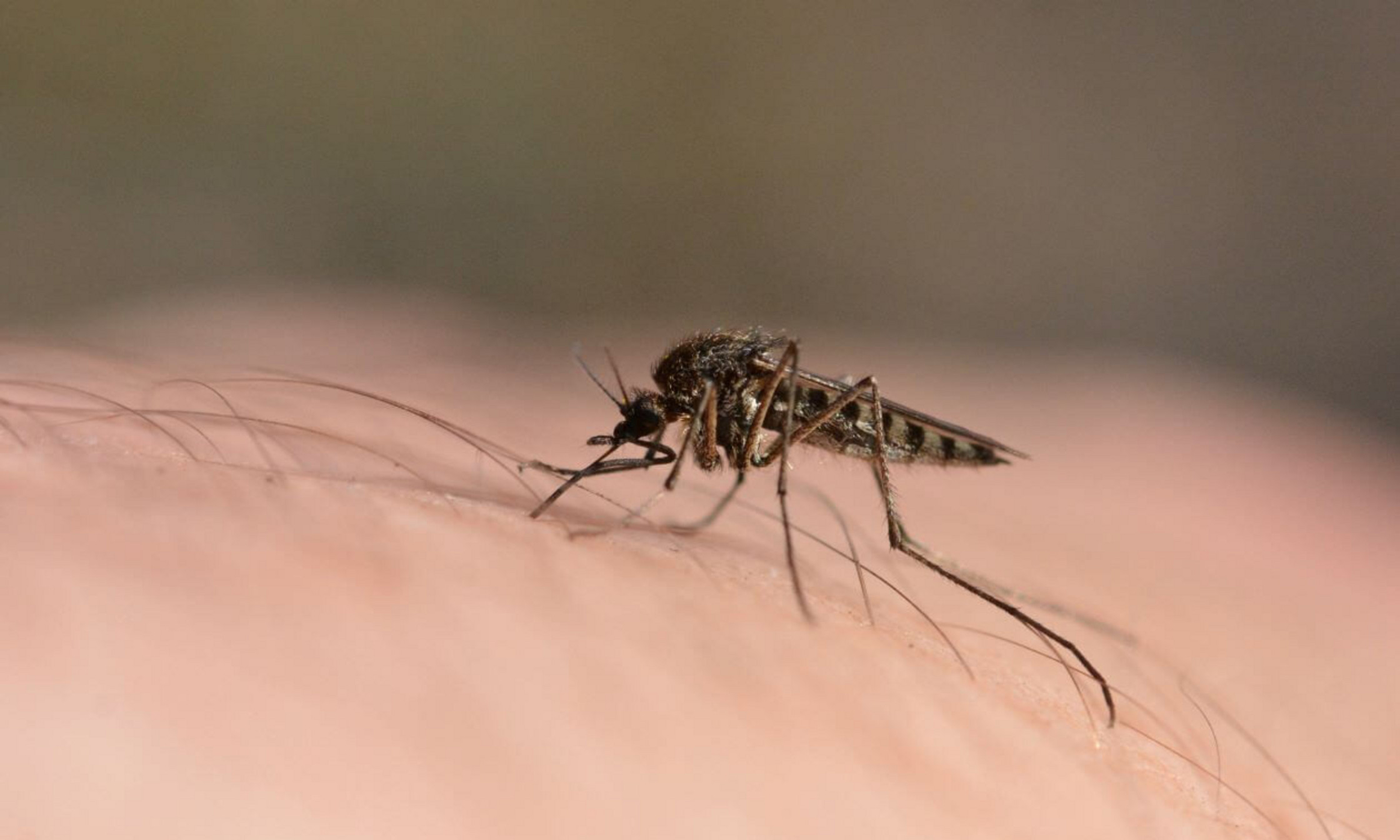 Plus de 10 000 maringouins font actuellement partie de son échantillonnage; un total qui augmentera significativement à la prochaine saison si les conditions sanitaires lui permettent de repartir à la chasse.