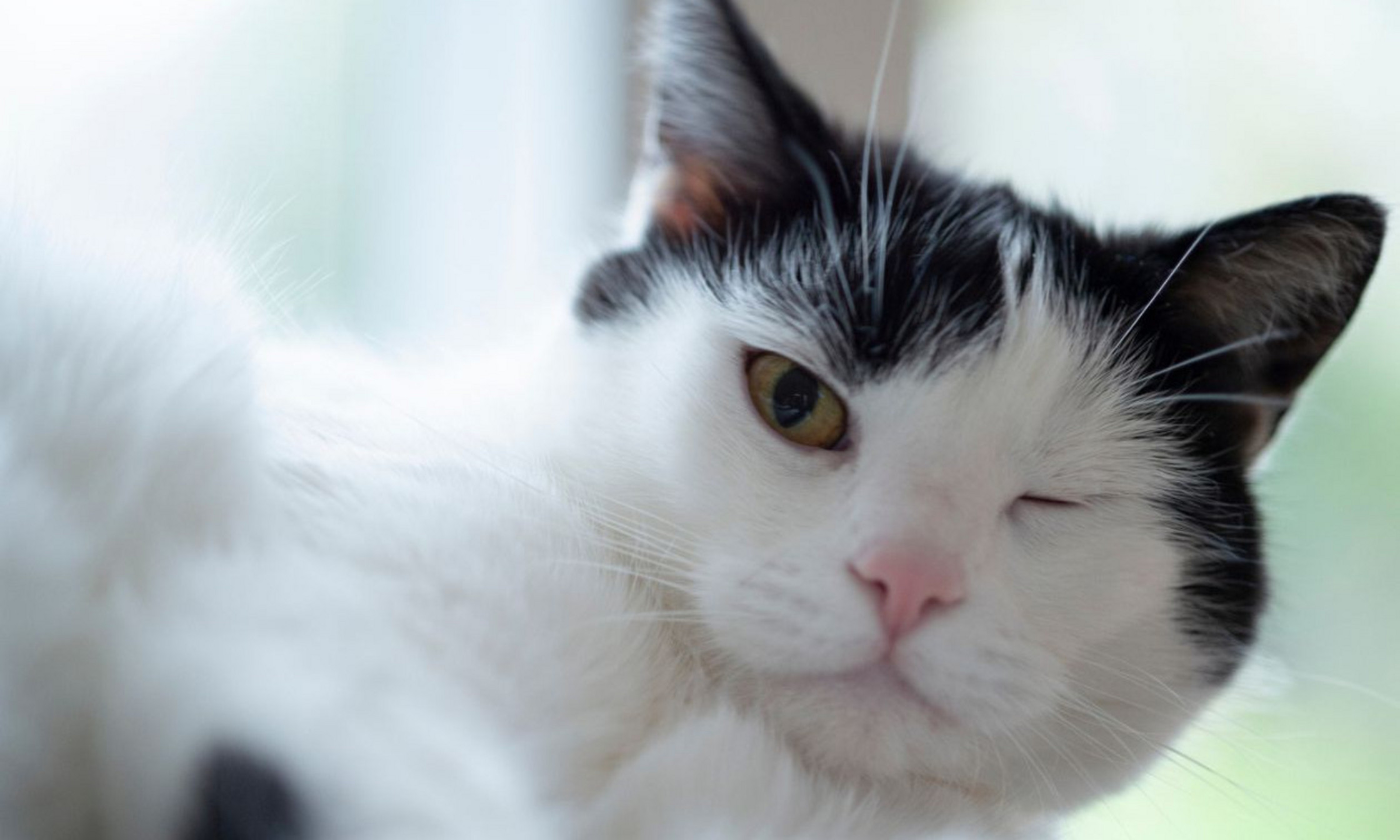 Unlike humans, who can articulate their pain, cats communicate discomfort in more subtle ways. They may remain motionless at the back of their cage, appear inattentive to their surroundings or adopt certain postures.